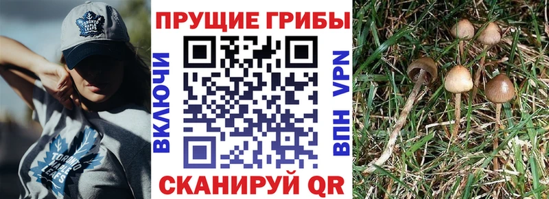 Псилоцибиновые грибы Psilocybe  Ачинск 